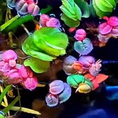 鱼缸水草水培植物浮萍造景装 饰增氧室内养龟金鱼真草生态净化水质