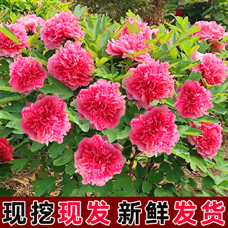 牡丹花苗盆栽大苗正宗洛阳带花苞芍药花种耐寒重瓣花卉牡丹花树苗