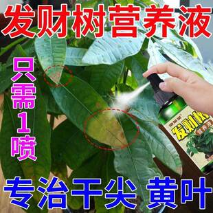 发财树营养液叶子发黄怎么办防黄叶叶斑病叶子黑斑植物专用花肥料