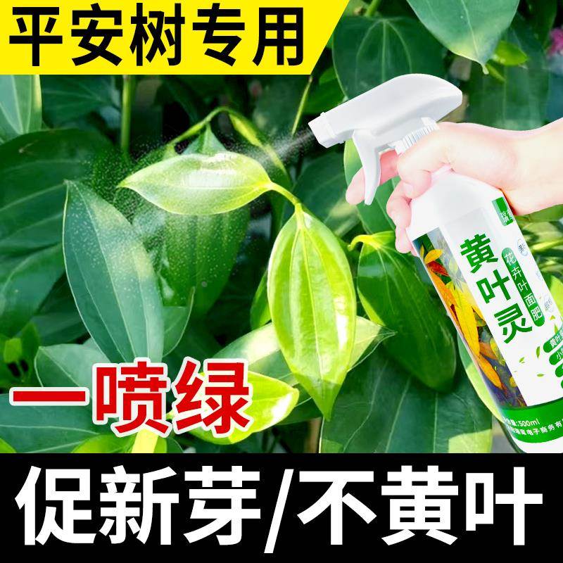 平安树去黄叶炭疽病专用肥料巴西木植物营养液室内通用型液体花肥