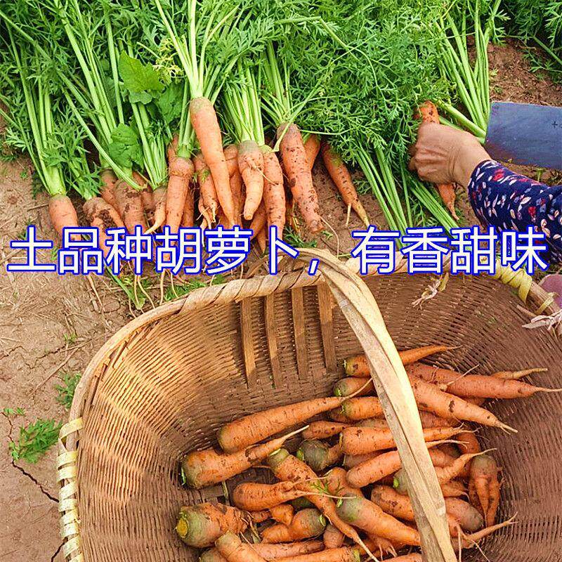 胡萝卜新鲜带泥衡阳本地农家自种老品种宝宝水果小红萝卜樱桃罗卜