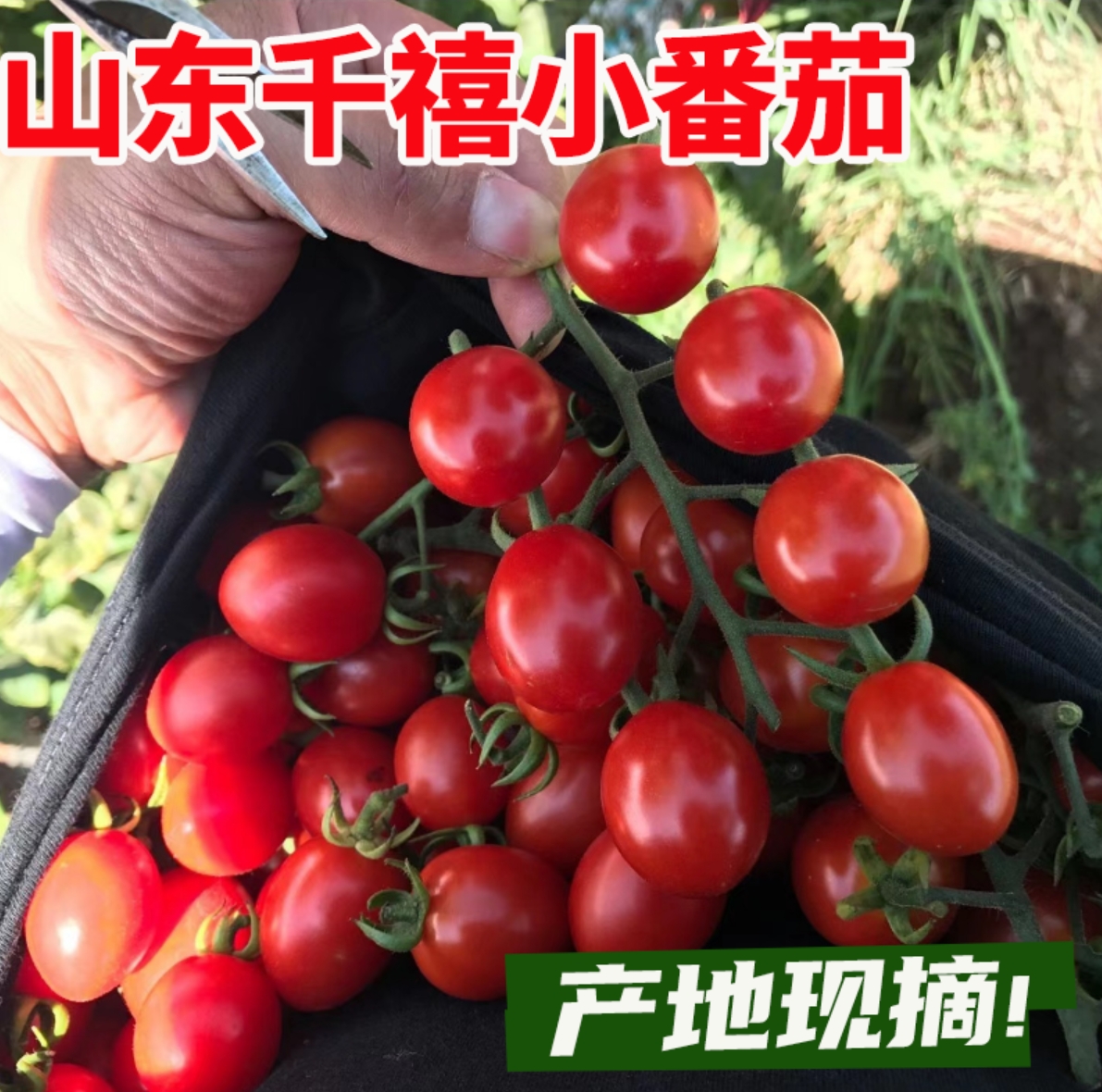山东千禧小番茄5斤自然熟樱桃小圣女果新鲜千玺水果农家蔬菜包邮