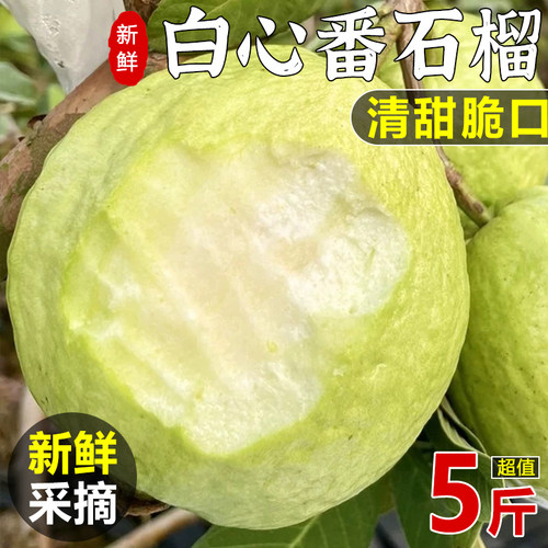 广东芭乐白心番石榴5新鲜水果