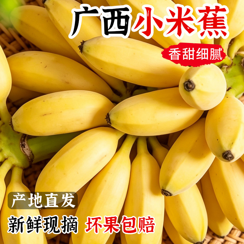 正宗广西小米蕉5斤整箱小香蕉