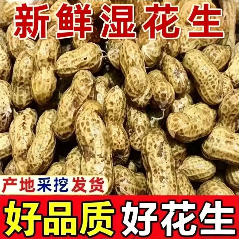 2026现挖现发新鲜花生带壳湿花生农家自种新鲜泥巴湿花生水煮花生