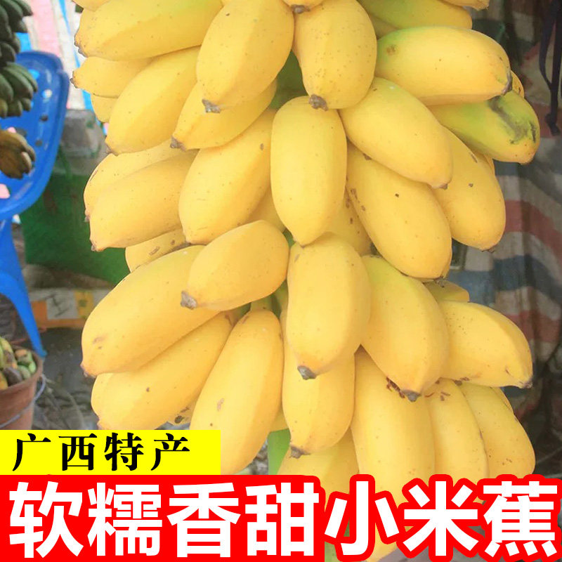 正宗广西小米蕉9斤香蕉新鲜水果整箱当季小香蕉自然熟苹果粉蕉5