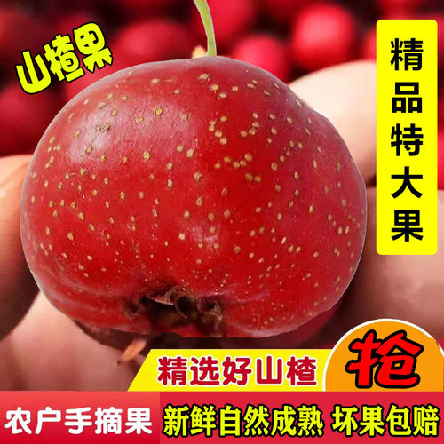 新鲜山楂果高品质大果饱满