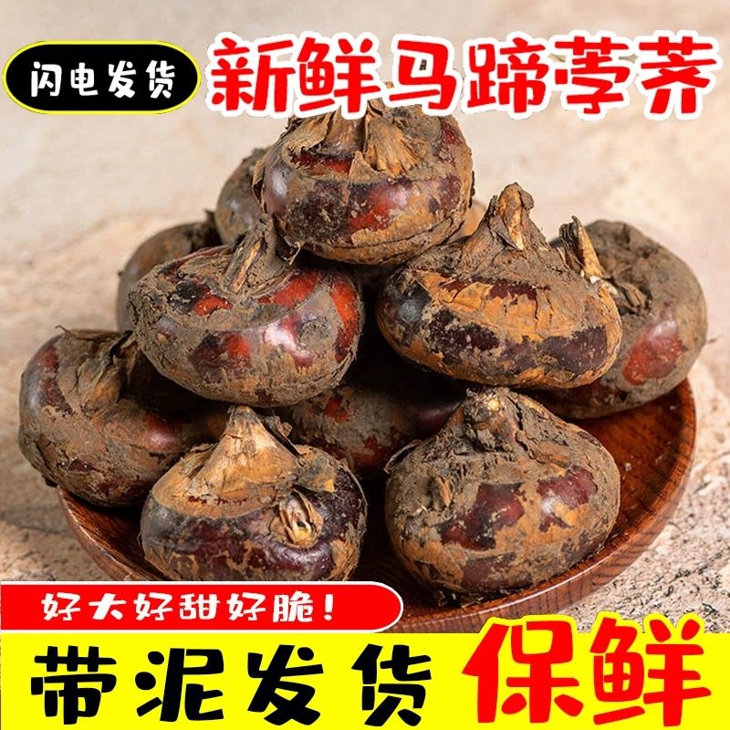 湖北特产马蹄新鲜带泥大个马蹄现挖荸荠脆甜当季水果蔬菜马蹄包邮