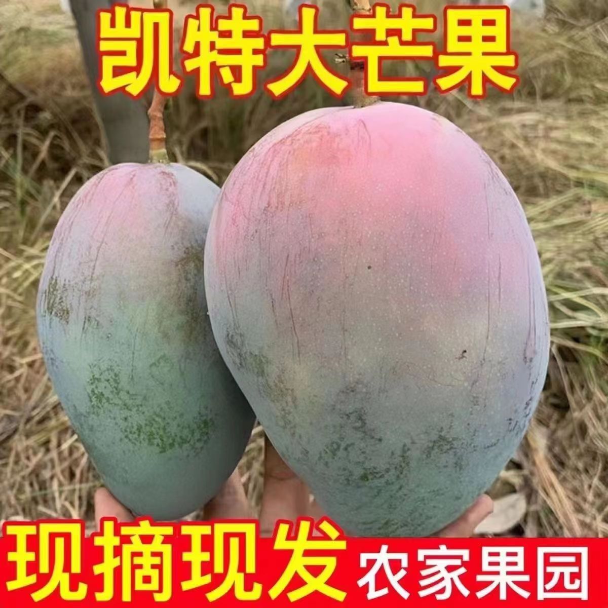 攀枝花凯特芒大芒果5-9斤