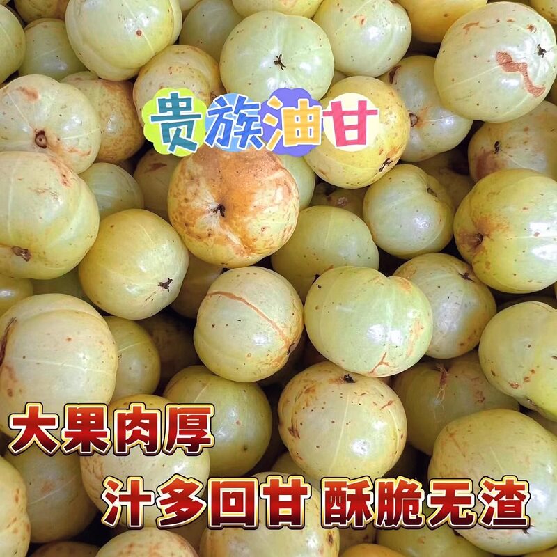 新鲜油甘果5斤余甘果牛甘子当季现摘油柑滇橄榄孕妇酸甜水果包邮3