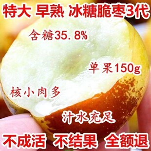 三代特大果冰糖脆甜无核冬枣树苗新品种大苗早熟盆栽地栽当年结果