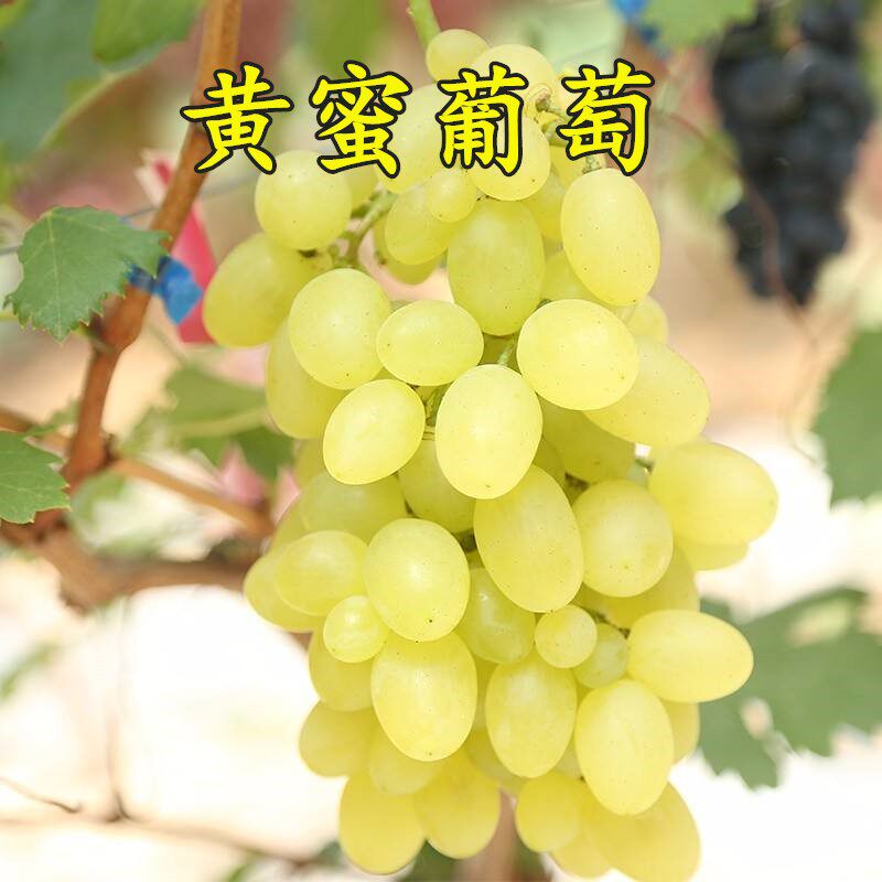 果树苖 无核黄蜜葡萄苖 黄提葡萄树苖嫁接苖小蜜蜂葡萄苖当年结果