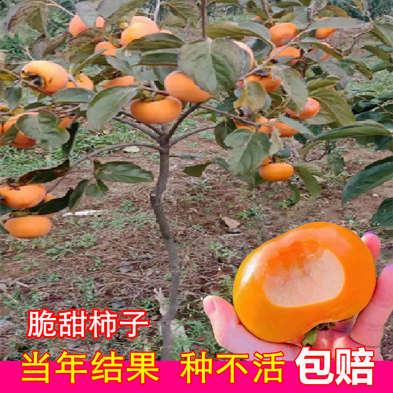 柿子苗树脆甜柿无核柿南北方种植