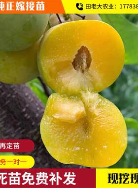 重庆巫山脆李树苗青蜂糖子
