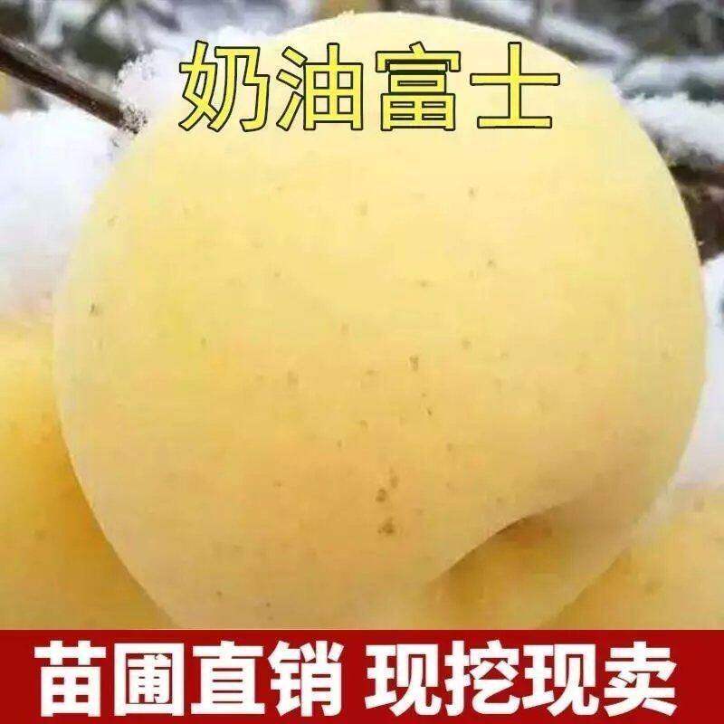 种奶油富士苹果苗奶香味果树黄苹果黄色水果特大当年结果四季地栽