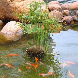 水生花卉植物 旱伞草 水竹苗水棕竹风车草池塘 水池 四季常青盆栽