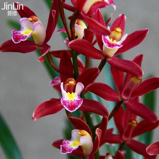 带花苞兰花苗浓香型年宵花大红花建兰墨兰蕙兰绿植花卉室内盆栽