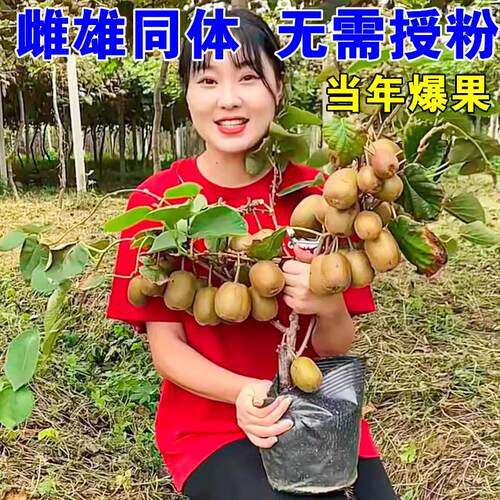 猕猴桃树果苗红心软枣徐香