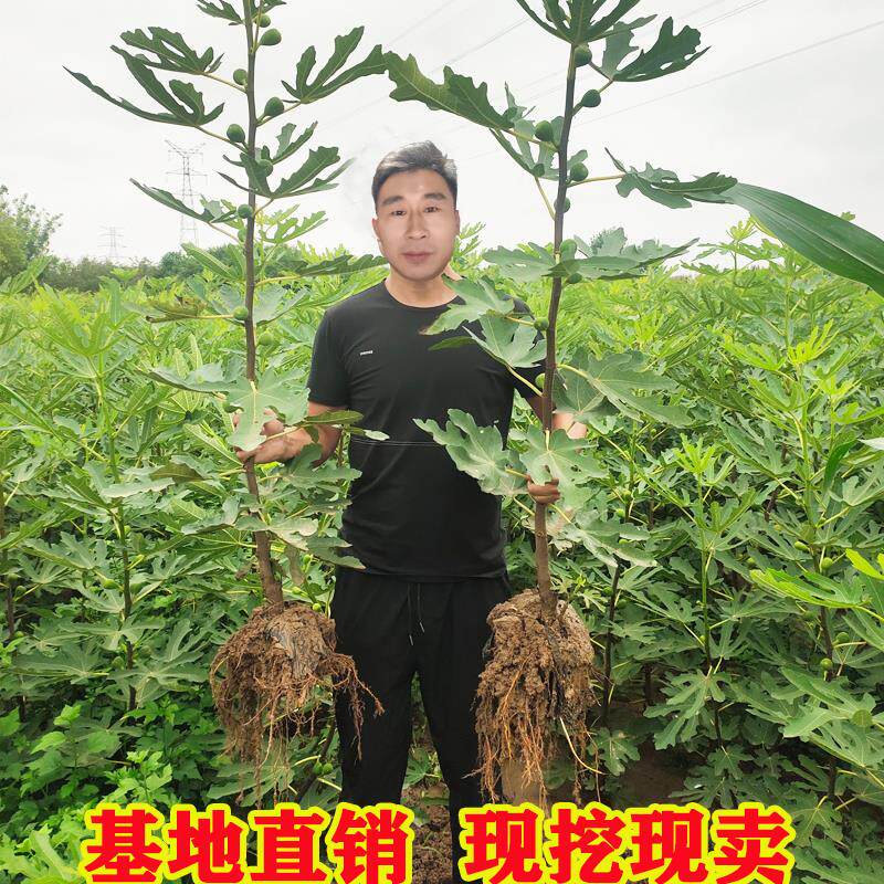 无花果树苗波姬红盆栽嫁接图片