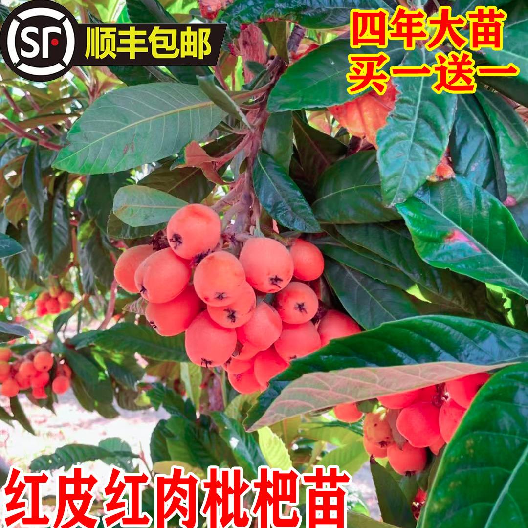 正宗无核砂糖红皮红肉枇杷南北方种植枇杷苗盆栽地栽果树当年结果
