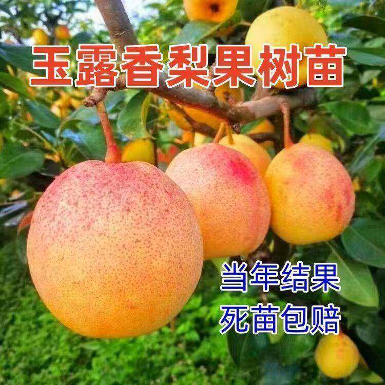 新品种嫁接玉露香梨苗四季地栽盆栽庭院南北方耐寒种植梨子果树苗