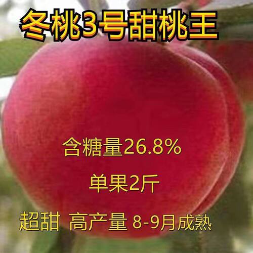 特大晚熟甜桃王果树苗嫁