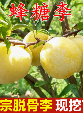 蜂糖李子树苗四季盆栽矮化果树各种水果苗恐龙蛋杏李南方北方种植
