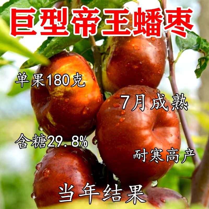 枣树活苗新品种特大帝王蟠图片