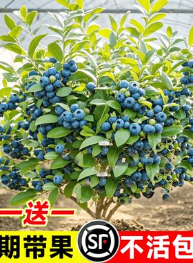 蓝莓树果苗带盆栽南北方种