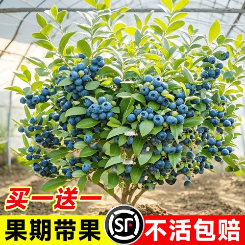 蓝莓树果苗带盆栽南北方种