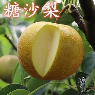 梨树果苗果树砂梨嫁接糖沙梨金秋梨黄花梨当年结果南北方种树苗