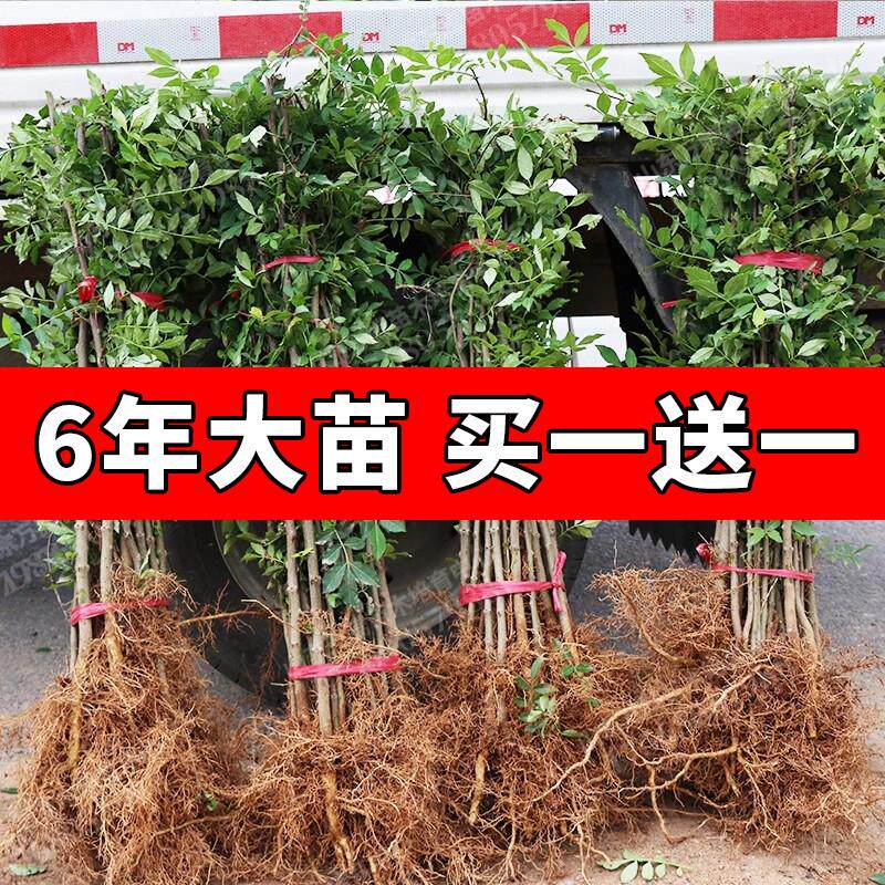 花椒苗树大红袍当年结果无图片