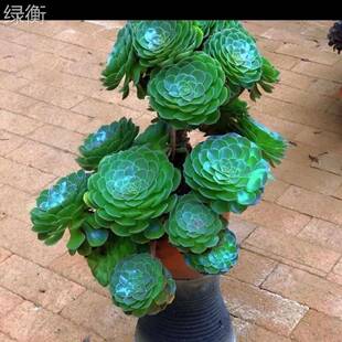 大玫瑰绿翡翠黑玫瑰法师老桩精品多肉大棚基地发货特价园艺盆