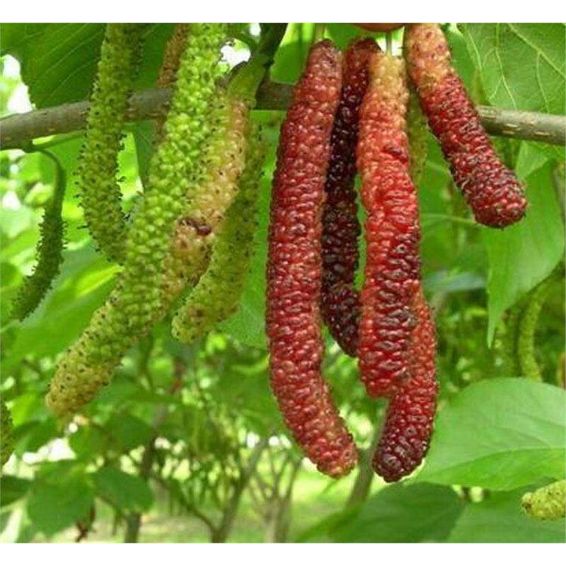 桑葚树苗当年结果食用 长果桑 无籽南方北方四季种植庭院盆栽地栽
