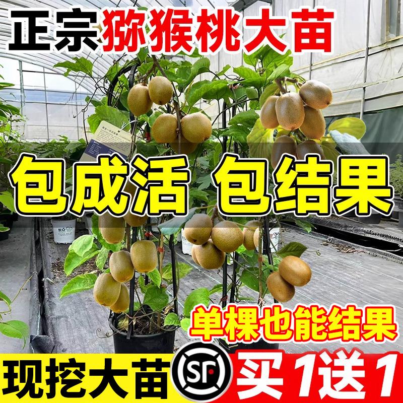 猕猴桃树果苗公母同株四川