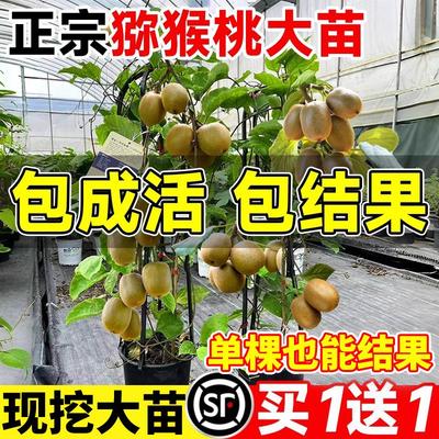 猕猴桃树果苗公母同株四川