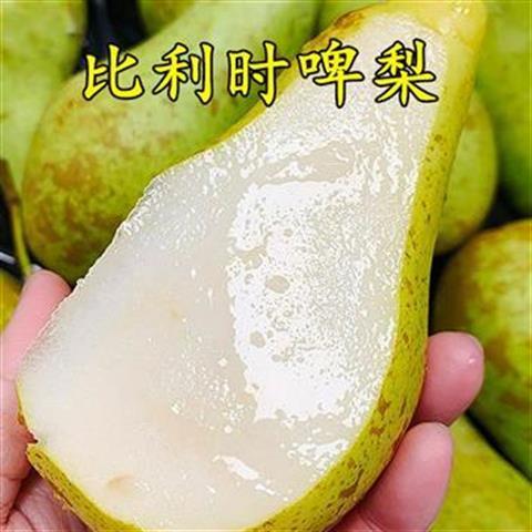 嫁接梨树苗比利时啤南方北