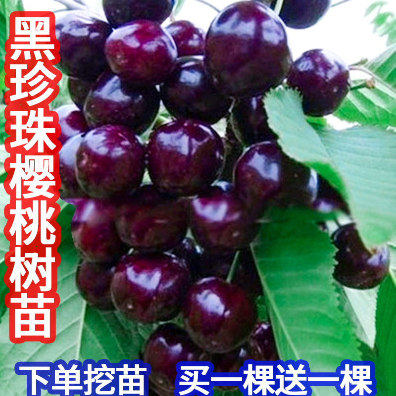 樱桃树苖车厘子特大果苗南
