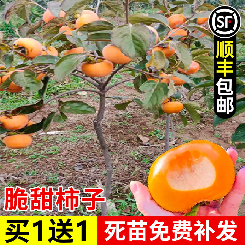 柿子树庭院果树甜脆柿子苗南方北方种植当年结果特大老桩盆景果苗