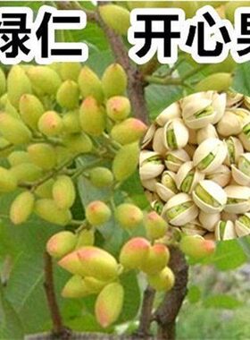嫁接开心果树苗南北方结阿