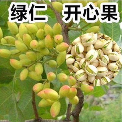 嫁接开心果树苗南北方结阿