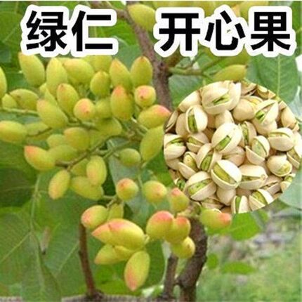 嫁接开心果树苗南北方结果阿月浑子绿仁开心果苗种植地栽盆栽当年