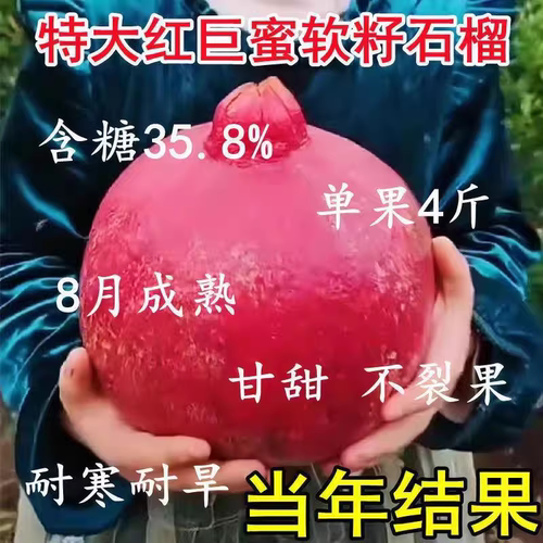 特大软籽石榴树苗嫁接巨