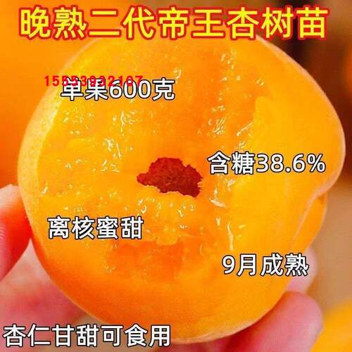 晚熟二代帝王杏树苗嫁接