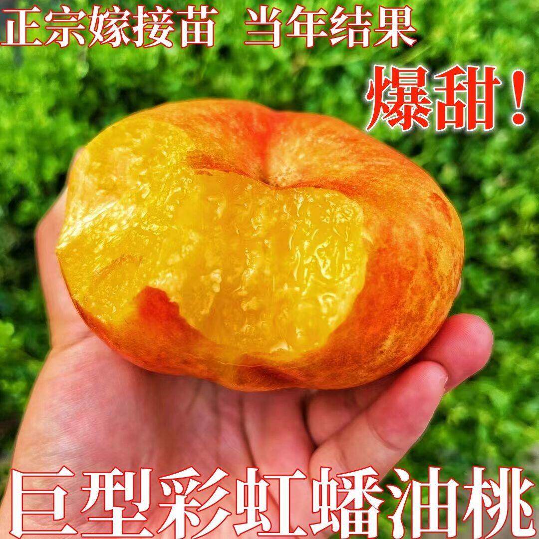 巨型彩虹油蟠桃树苗嫁接正宗特大新品种早熟特甜盆栽地栽北方南方
