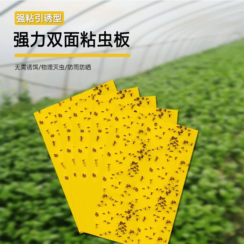 粘虫板双面黄板防虫板贴纸粘捕果蝇小飞虫果蝇诱蝇大棚物理防虫贴