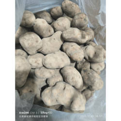 新鲜土豆云南昭通土豆老品种黄皮黄心马铃薯米拉洋芋蔬菜干巴洋芋