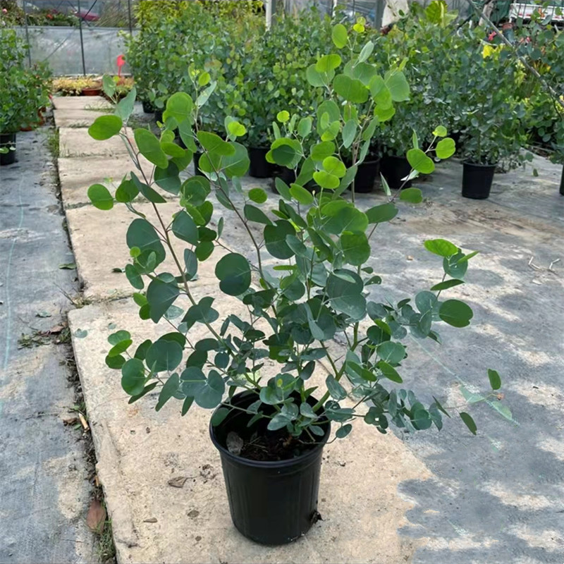 尤加利盆栽 银水滴网红观叶植物 庭院阳台耐寒多年生大苗银色盆栽