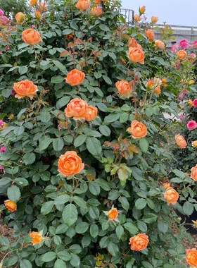 蜂蜜焦糖月季花藤本大苗盆栽阳台庭院花卉爬藤蔷薇玫瑰花勤花四季