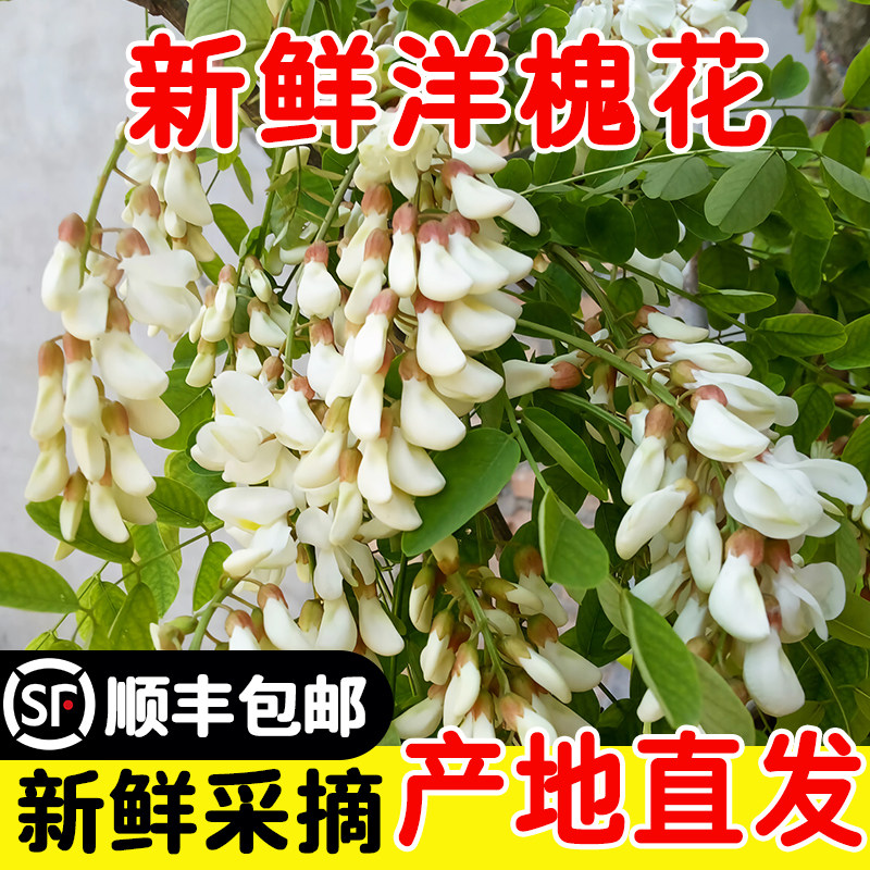 槐花新鲜现摘2026河南新鲜洋槐花当季鲜槐花野菜蒸菜杨槐花发顺丰